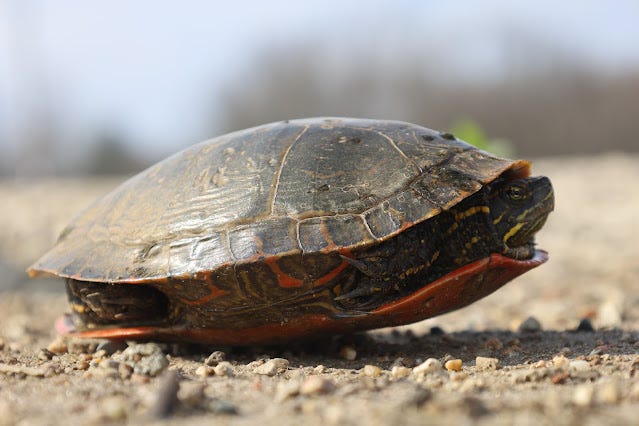Painted turtle