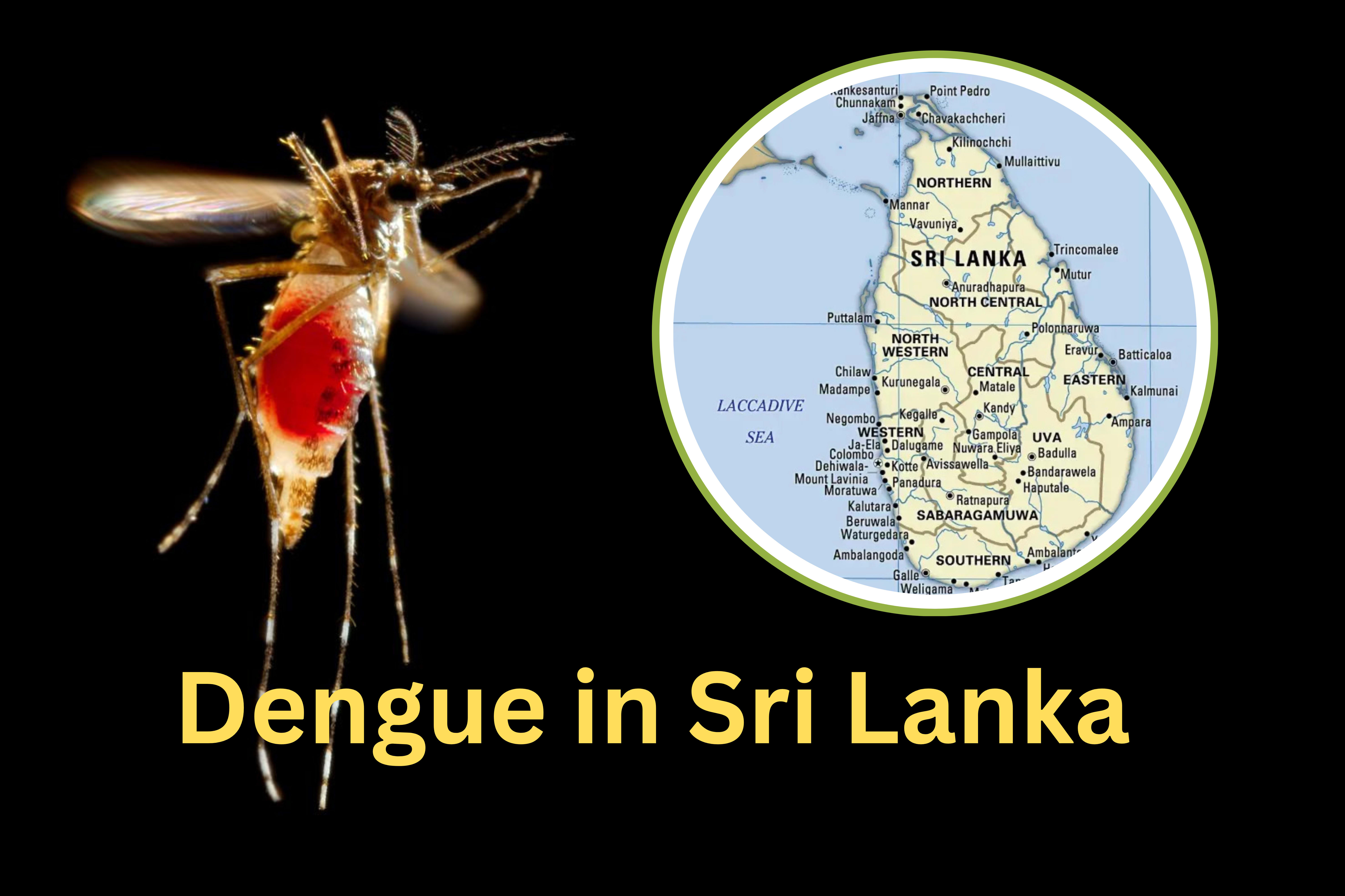 Sri Lanka dengue cases up in 2026 compared to last year