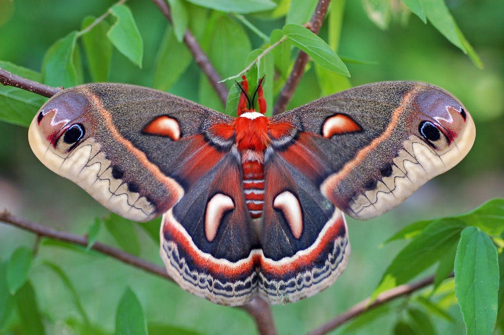 Image of a Cecropia Moth with its wings fully open on a leafy branch. The wings are mostly a deep brown with flecks and larger spots of red and white.