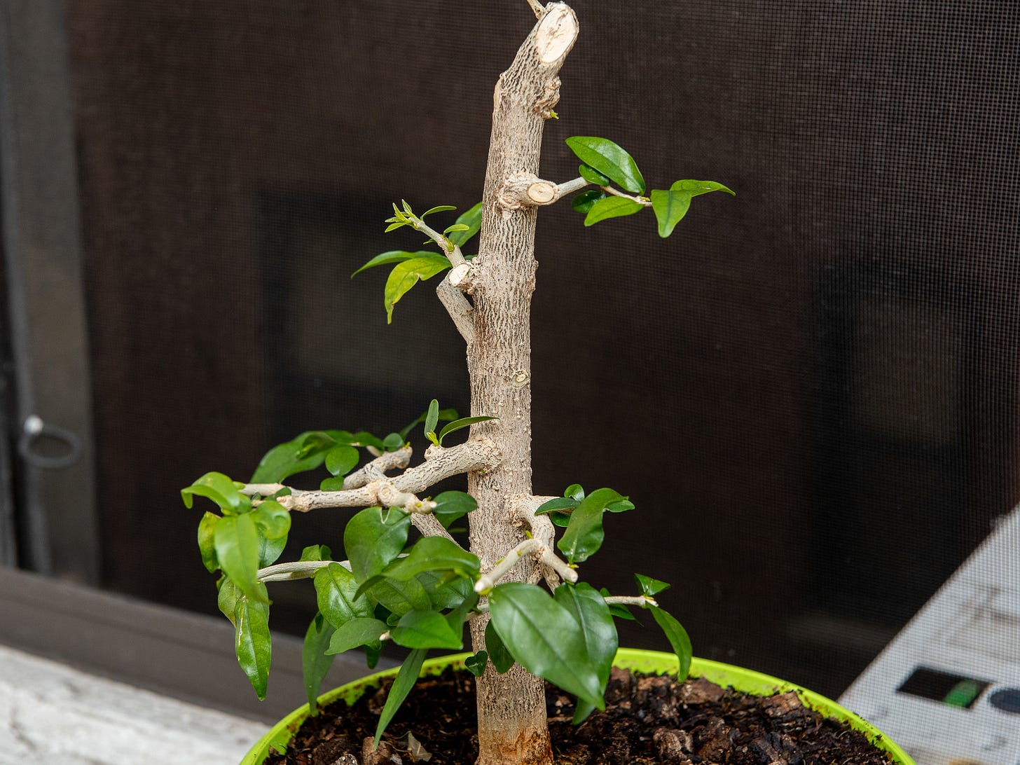 ID: Side of water jasmine tree