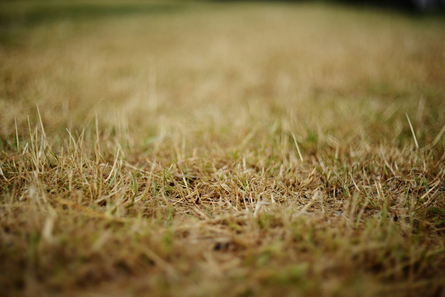withered, brown, and dry grass