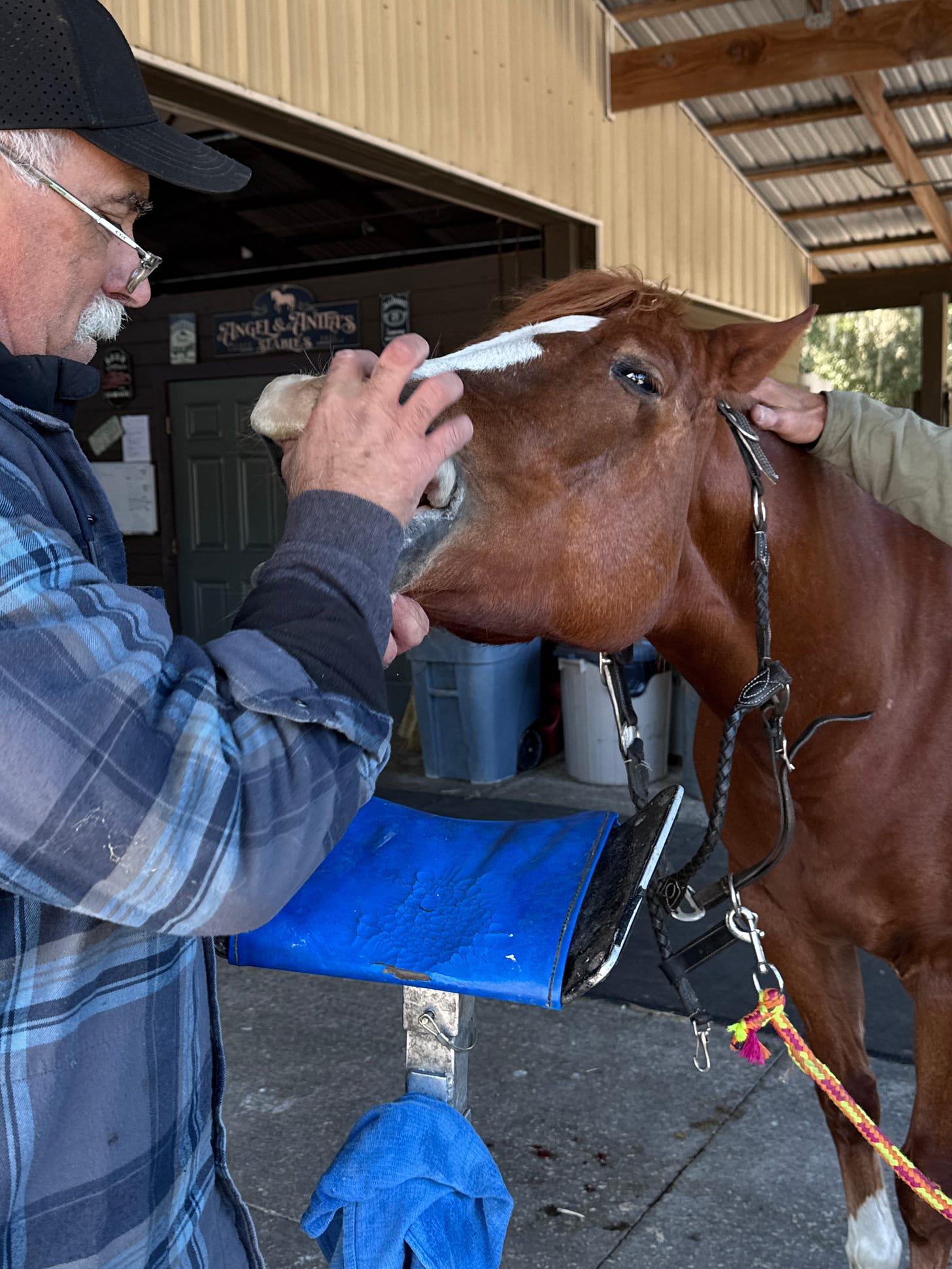 The Hidden Key to Equine Wellness: Why Dental Care Matters for Every Horse