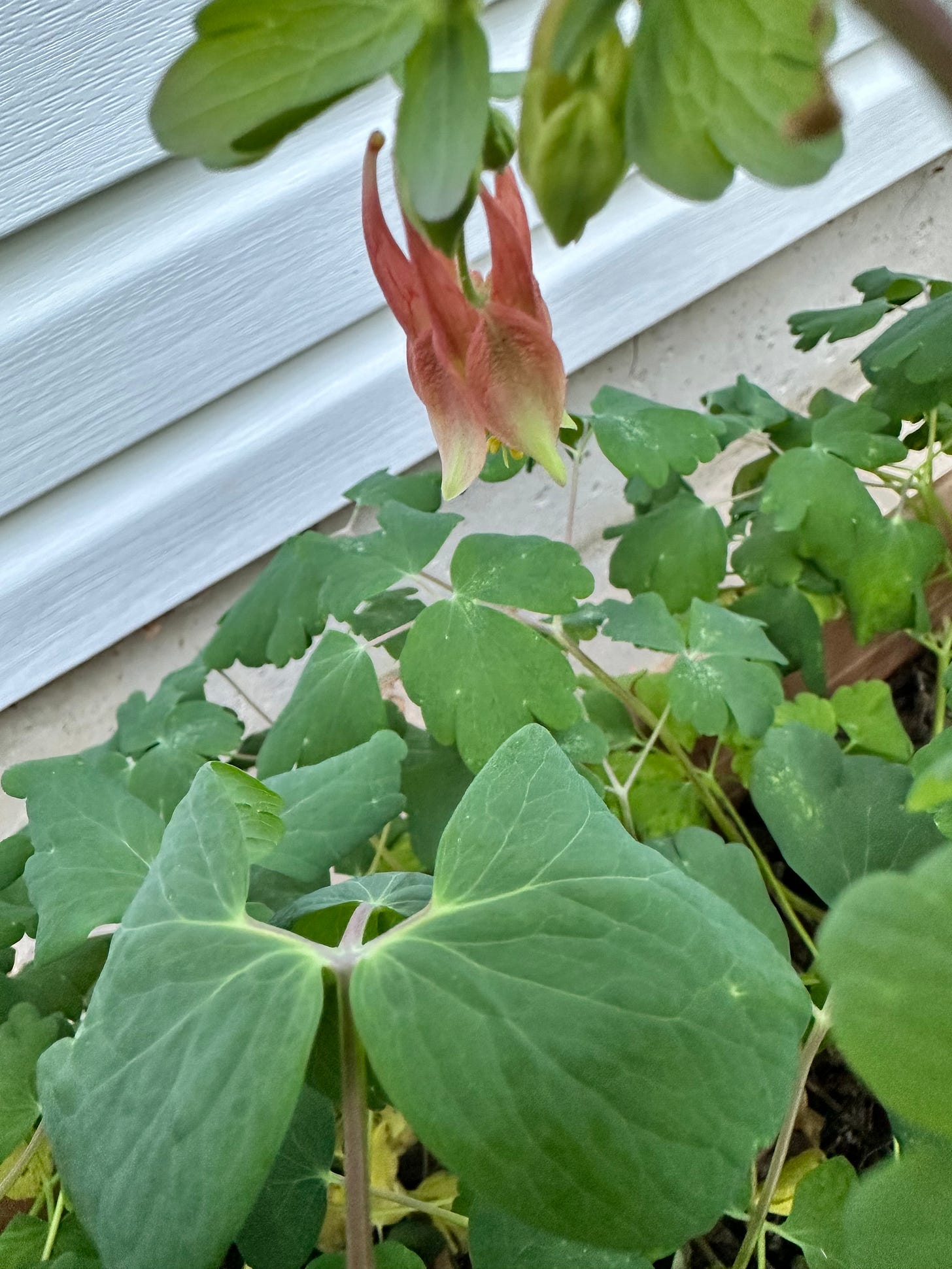 a graceful red Columbine hangs below its leaves