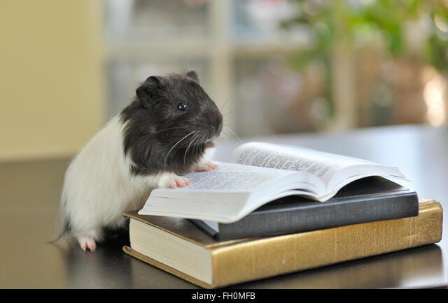 Cuy leyendo libros Fotografía de stock - Alamy