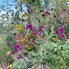 Less Lawn, More Wildlife Garden