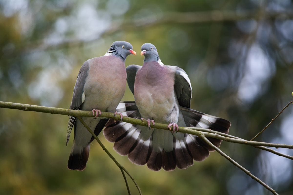 pair of wood pigeons