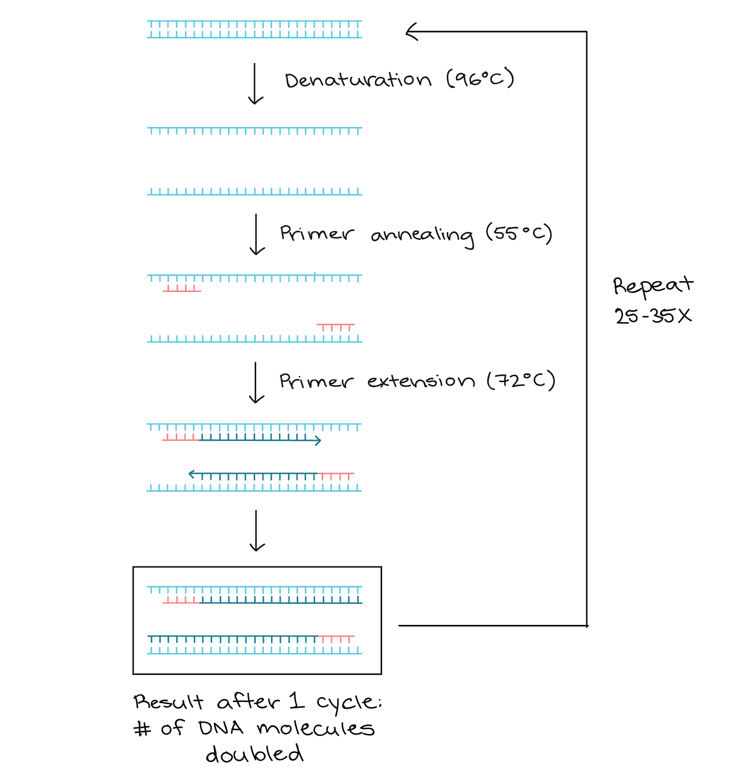 Polymerase chain reaction (PCR) (article) | Khan Academy Polymerase chain reaction (PCR) (article) | Khan Academy