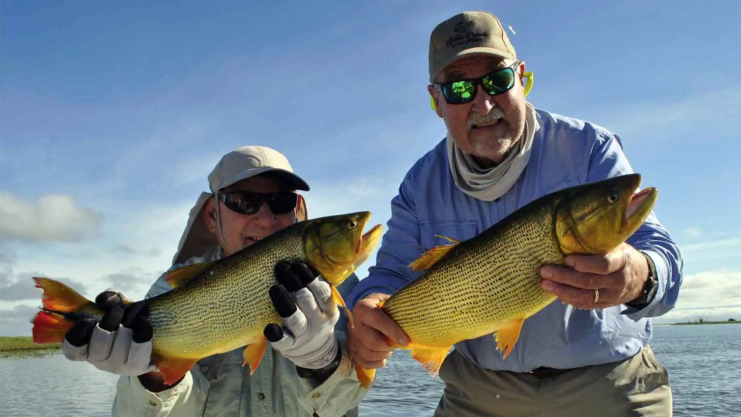 Anglers with a Hosted Week golden dorado double on the Parana River in Argentina.