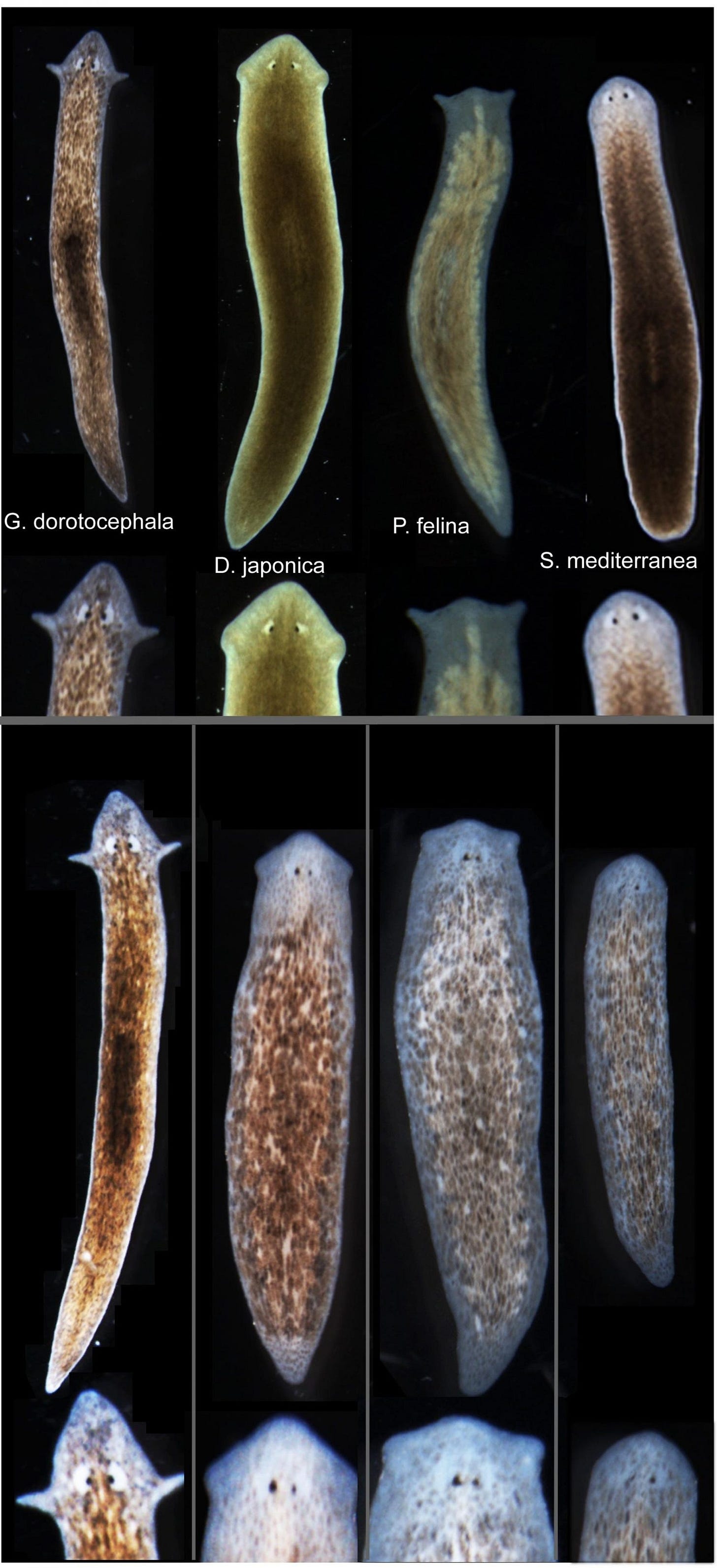 flatworms.jpg