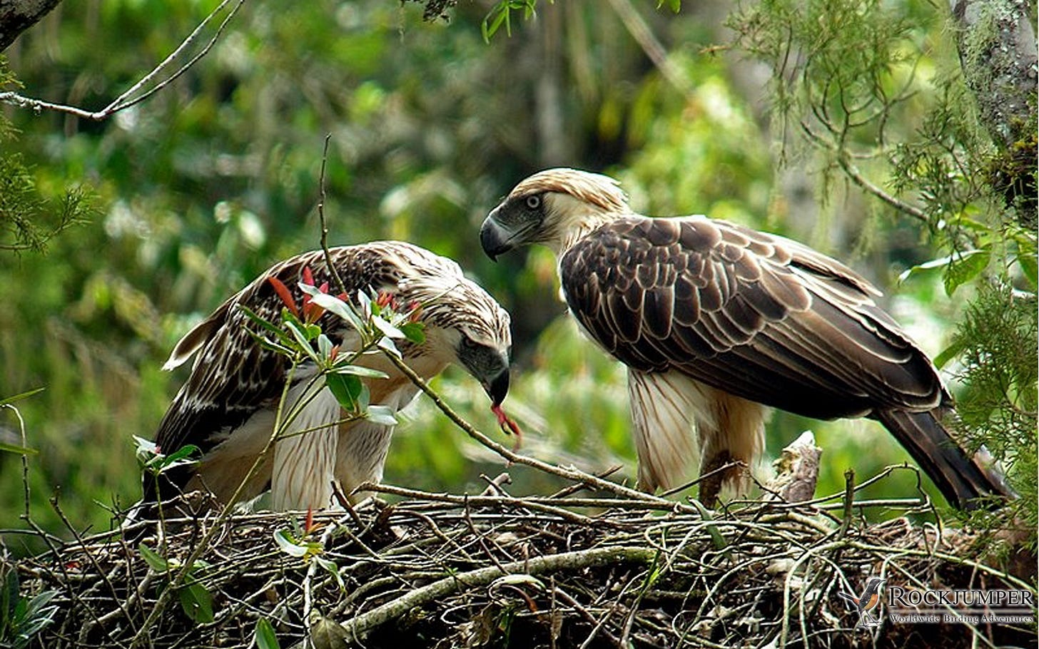 July 2011: Nesting pair of Philippine Eagle on Mt Kitanglad | Rockjumper Birding Tours July 2011: Nesting pair of Philippine Eagle on Mt Kitanglad | Rockjumper Birding Tours