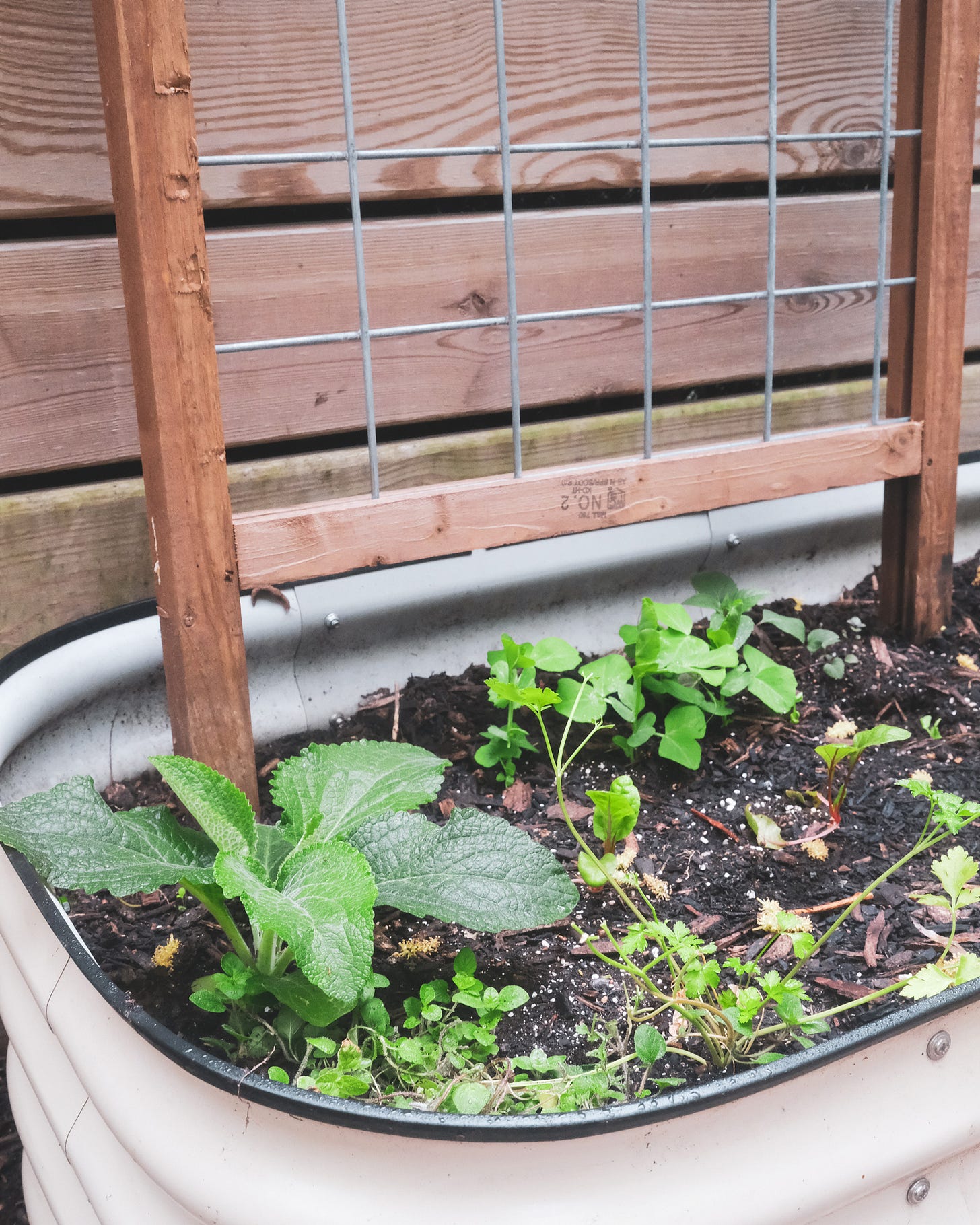 Garden bed with various herbs and plants.