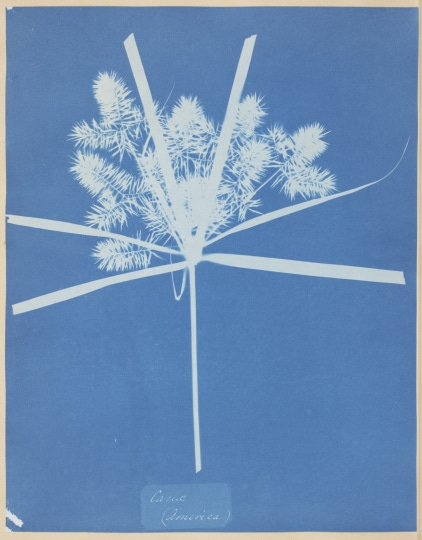 A cyanotype print showing the white silhouette of a small bouquet of Carex sedges against a blue background. A cyanotype print showing the white silhouette of a small bouquet of Carex sedges against a blue background.