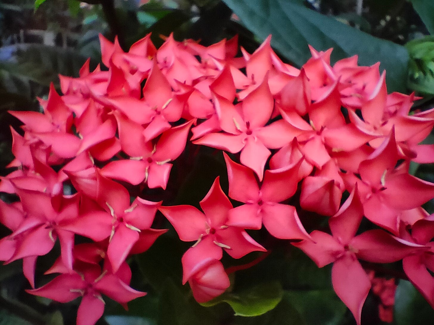 Ixora coccinea