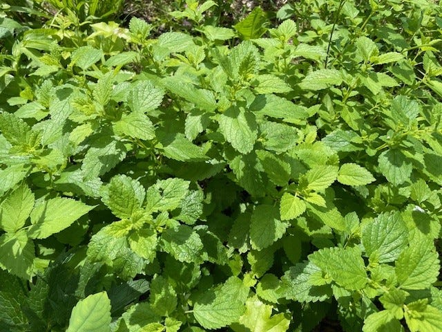 Volunteer lemon balm, Melissa officinalis Volunteer lemon balm, Melissa officinalis