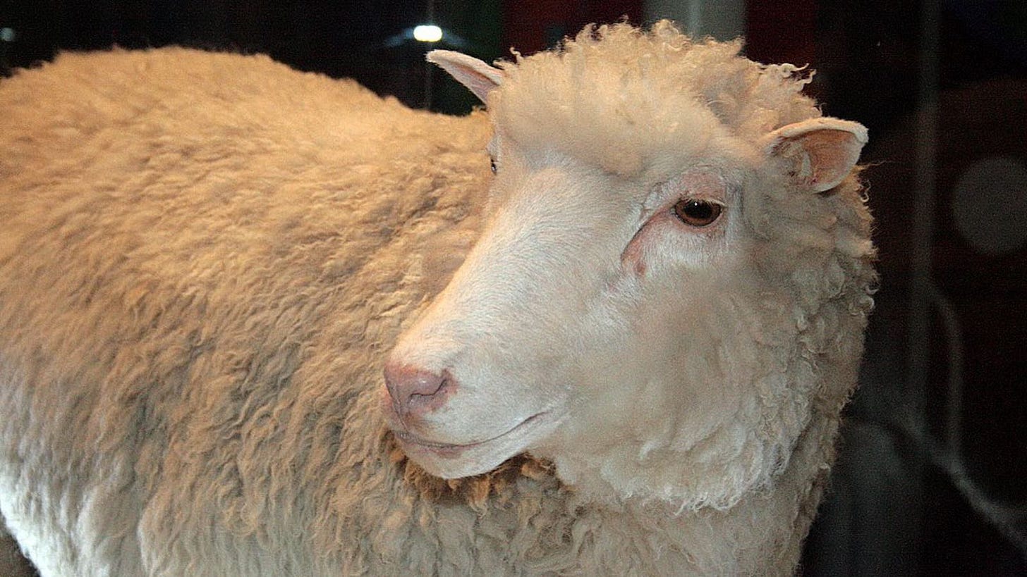 Dolly the Sheep Dolly the Sheep