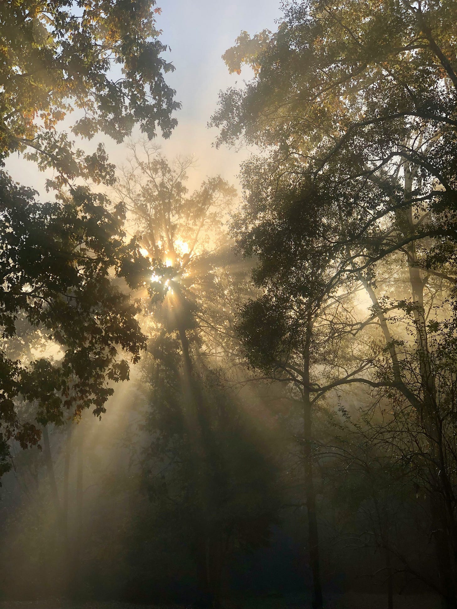 Sunlight streams through a dense forest, with golden rays piercing morning fog. Trees in the foreground are silhouetted against the light, creating a contrast between shadow and illumination. Sunlight streams through a dense forest, with golden rays piercing morning fog. Trees in the foreground are silhouetted against the light, creating a contrast between shadow and illumination.