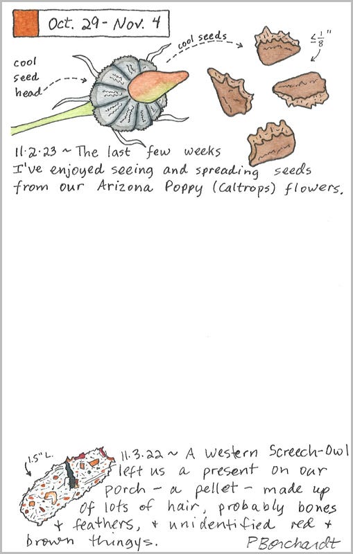 Perpetual Journal, week of Oct. 29 - Nov. 4: Caltrops Seed Head and Seeds (2023); Western Screech-Owl Pellet (2022) Perpetual Journal, week of Oct. 29 - Nov. 4: Caltrops Seed Head and Seeds (2023); Western Screech-Owl Pellet (2022)