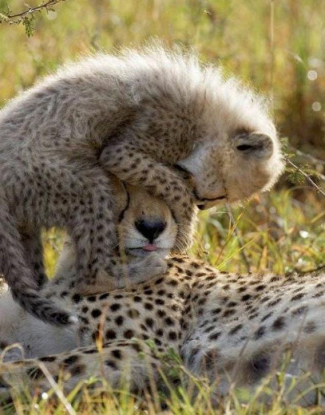 A ridiculously large collection of animals and their babies [75 ...