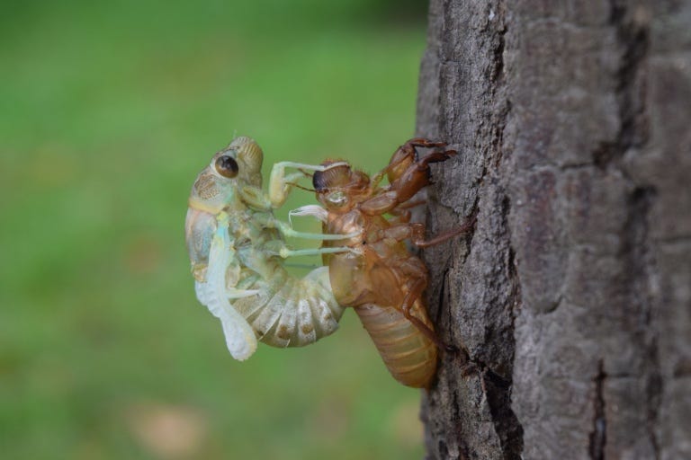 cicada-molting