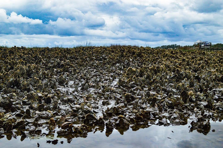 oysters in an estuary