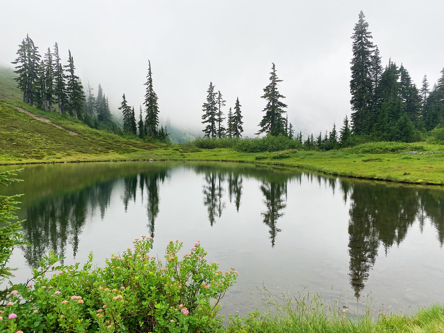 Evergreen trees reflected in a quiet lake on a misty day at Mt. Baker, WA. Green moss surrounds the lake with pink flowering shrubs in the foreground.