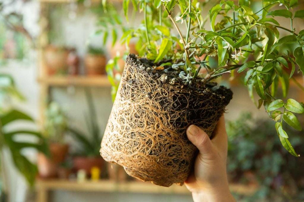Bigger Pots For Plants In 2023 - Are Big Pots Better? | Creative Design Manufacturing