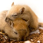 Research Hit: Testosterone Promotes Cuddling