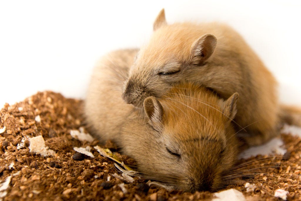 cuddle aggression testosterone
