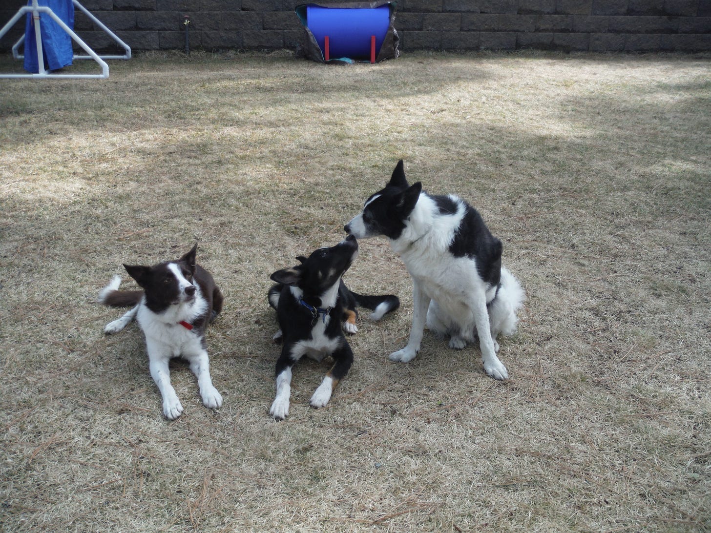 Young dog looking up at older dog Young dog looking up at older dog