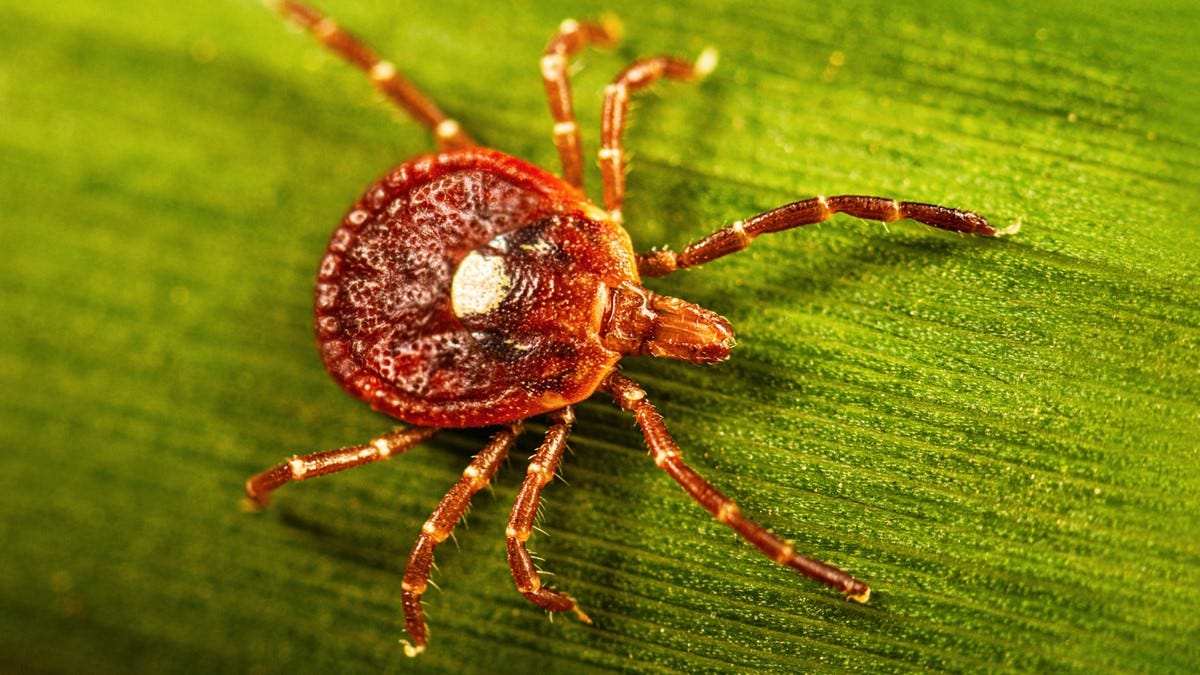 Lone Star Tick Surveillance | Ticks | CDC Lone Star Tick Surveillance | Ticks | CDC