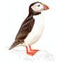 Chez l'Île Déception's avatar