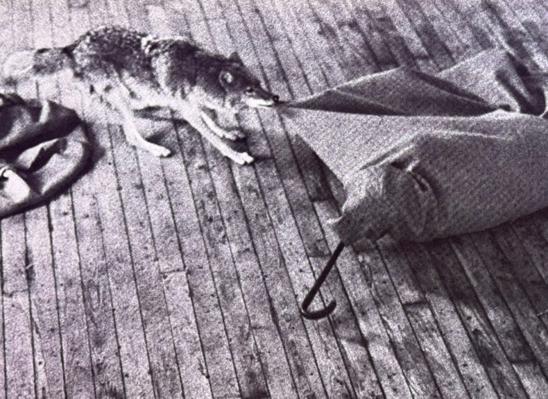 A photograph of a coyote, taken from above; the coyote is tugging on the blanket wrapped around a man visible to the right of the photograph.