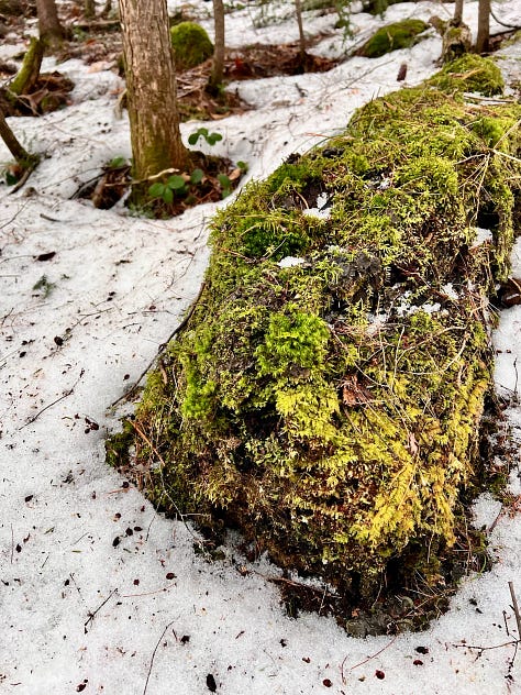 Green moss against white snow; a brown dog sniffing moss; green strawberry leaves against dark stump.