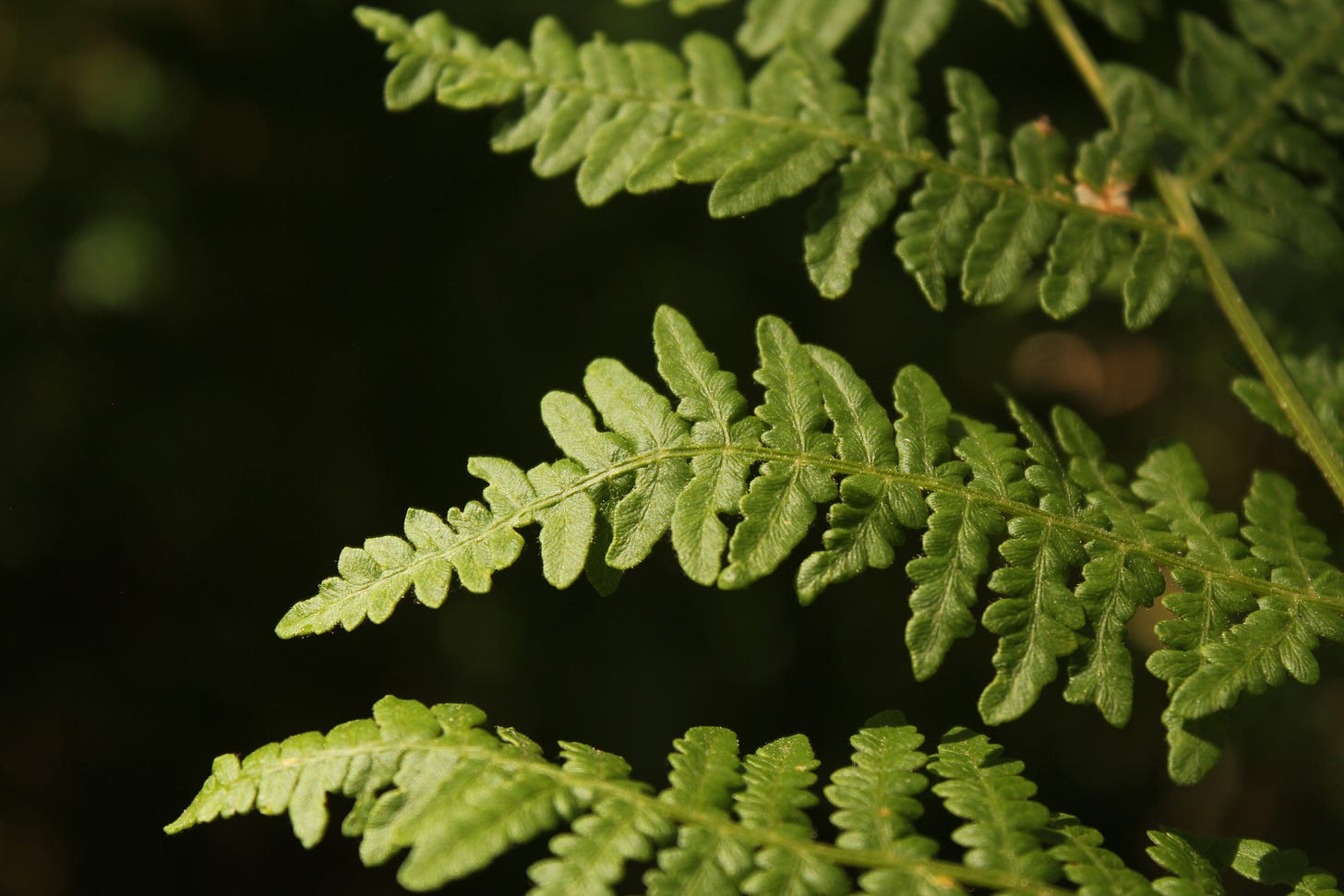 three fern leaflets in a bright spot