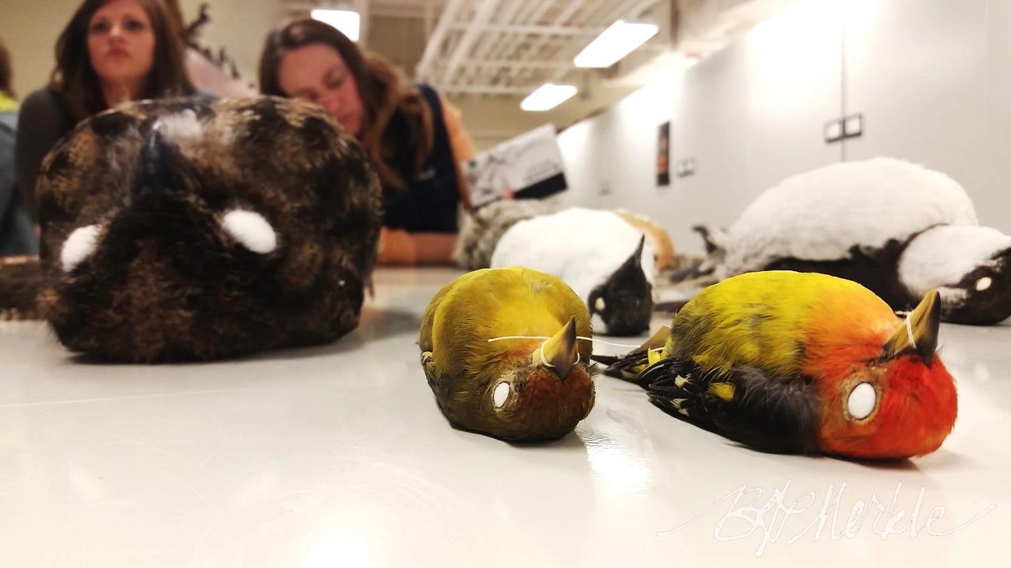 Several bird specimens lay on a table. Two are very brightly colored. Behind them two people lean on their elbows on the table. Several bird specimens lay on a table. Two are very brightly colored. Behind them two people lean on their elbows on the table.