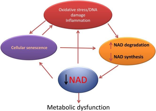 An external file that holds a picture, illustration, etc.
Object name is nihms-829189-f0001.jpg