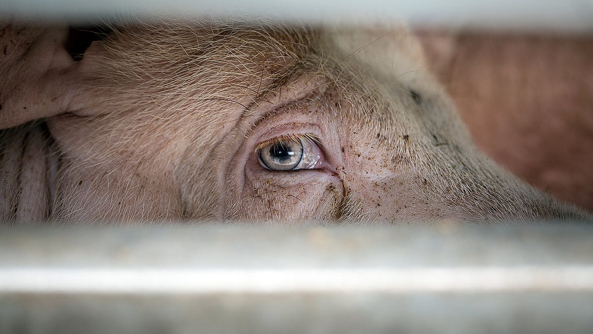 Can Farmed Animals Suffer More Than Humans? 4 Reasons We May Have Radically Underestimated Animal Agony