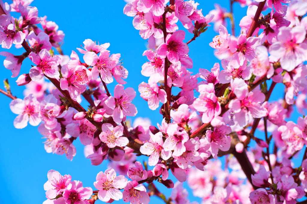Peach Blossom
