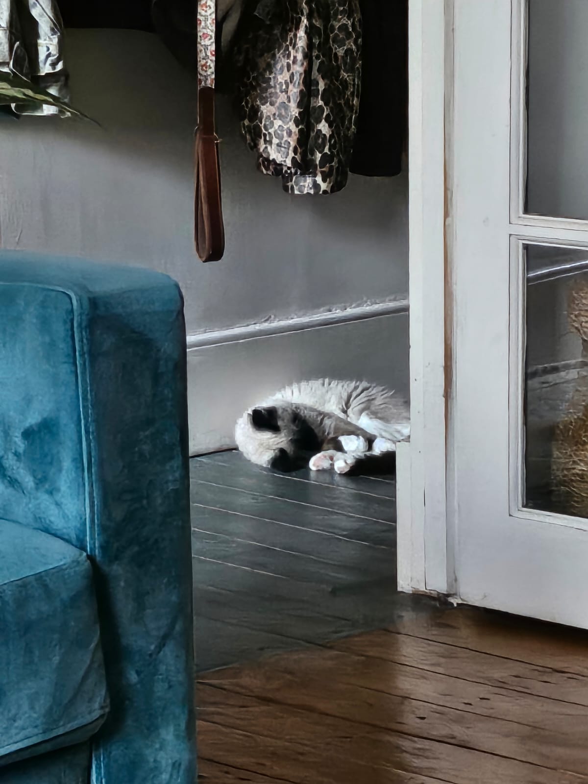 Colourpoint cat sleeping in a doorway beside a blue sofa during the Callie Kazumi Tarot DMs interview image set.