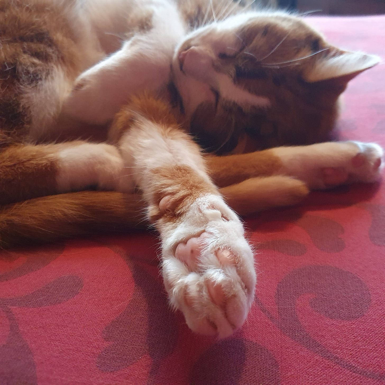 An orange cat lying on his back with a paw outstretched An orange cat lying on his back with a paw outstretched