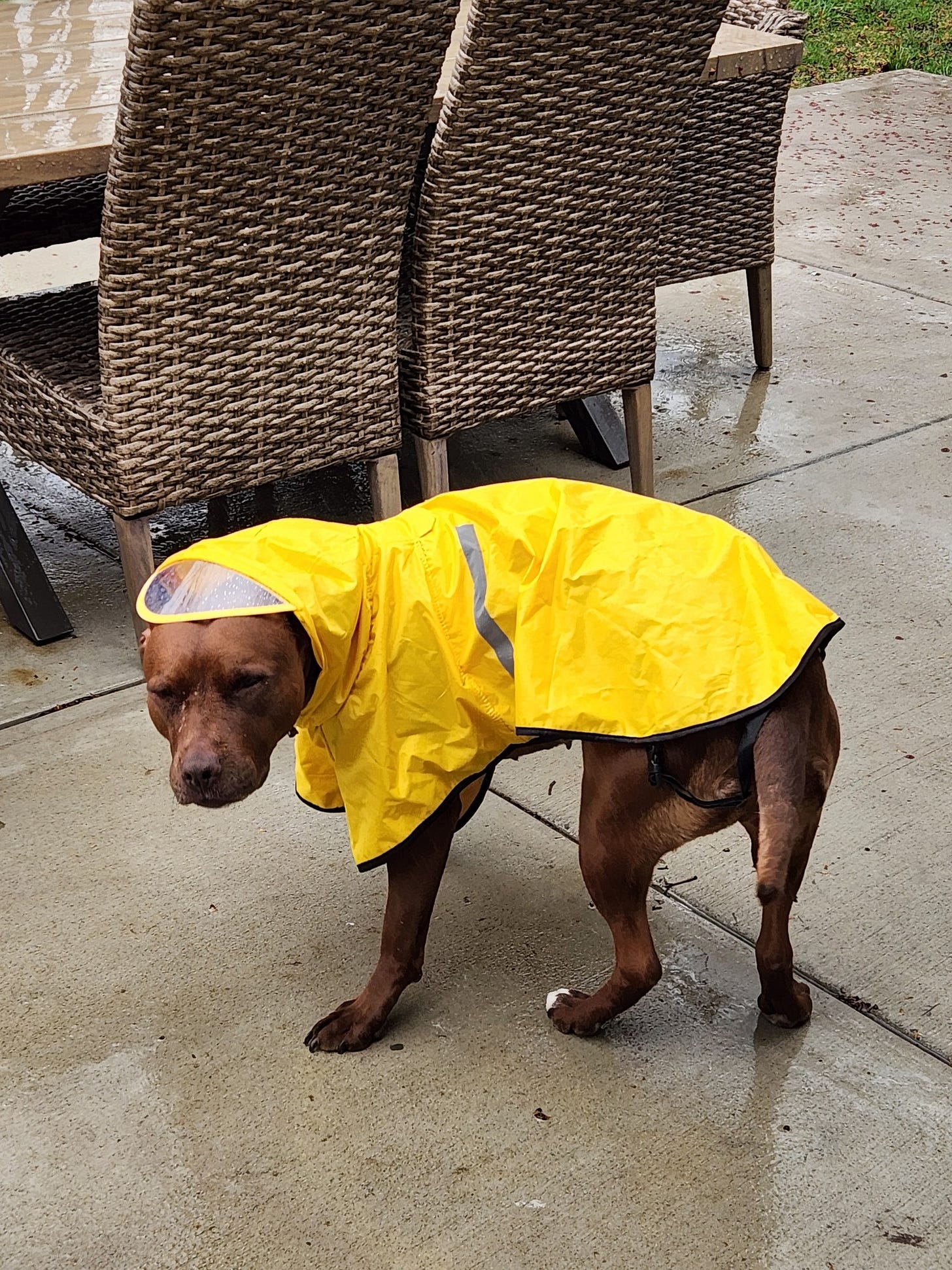 dog on patio in raincoat