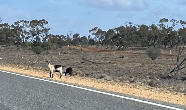 goats, trees