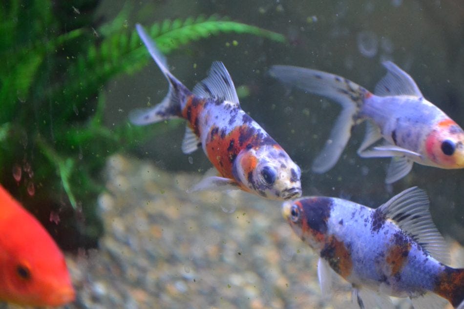 shubunkin goldfish, early career development shubunkin goldfish, early career development