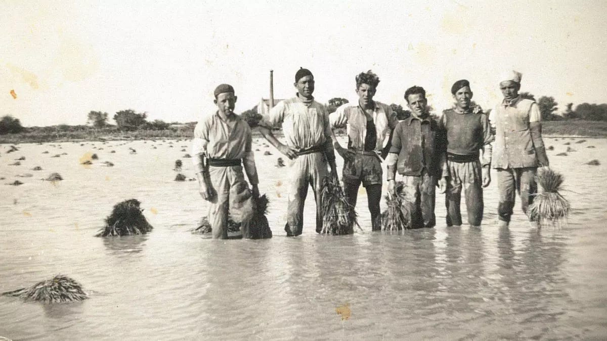 Una fotografia in bianco e nero mostra sei uomini che si stagliano in un campo allagato. L'acqua arriva circa a metà coscia per la maggior parte degli uomini. Tutti gli uomini indossano abiti semplici e adatti al lavoro in acqua. Alcuni di loro tengono in mano o hanno accanto a sé dei fasci di piante, probabilmente piantine di riso. Lo sfondo mostra più del campo allagato con piccoli ciuffi di piante che spuntano dall'acqua e alcuni alberi o cespugli in lontananza sotto un cielo chiaro.