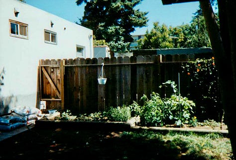Me & my Hungarian-born English pointer Negra, garden and roses