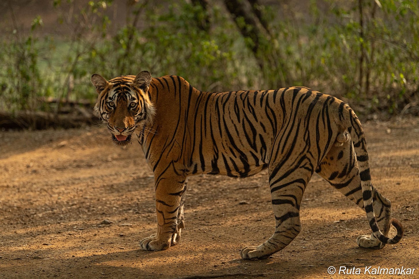 Ruta Kalmankar on X: "Good Morning !! Happy Sunday!! Ranthambore Tigers @ranthambore Ranthambore National park https://t.co/FXkUp9rIWk" / X Ruta Kalmankar on X: "Good Morning !! Happy Sunday!! Ranthambore Tigers @ranthambore Ranthambore National park https://t.co/FXkUp9rIWk" / X