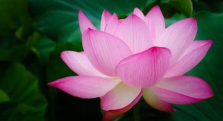 Image result for blooming flower