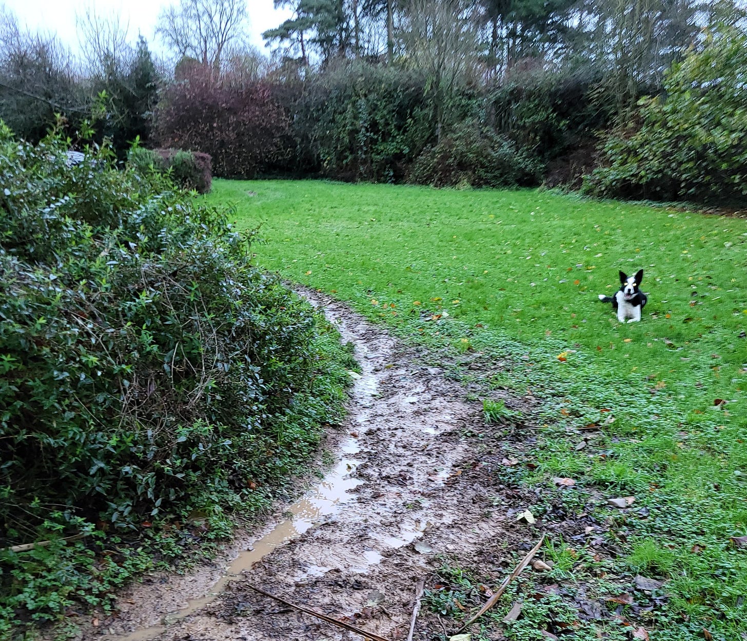 Collie lying on grass - what's left of it after he has made a running track around shrubs Collie lying on grass - what's left of it after he has made a running track around shrubs