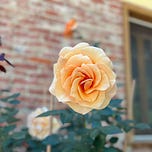 The Radiance Diaries with Catie Macken