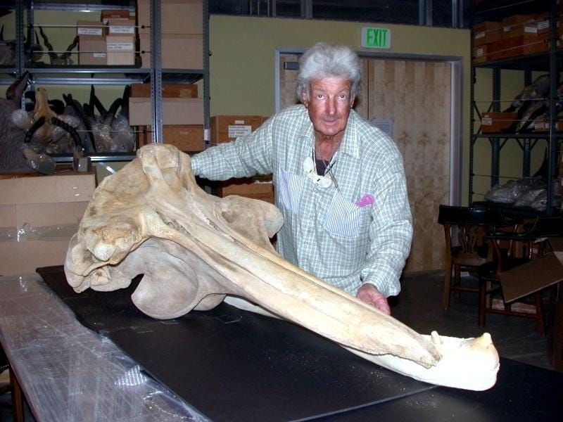Baird's Beaked Whale – "OCEAN TREASURES" Memorial Library